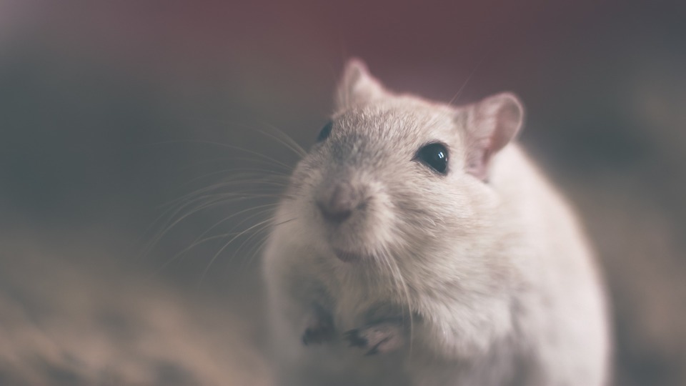Naminė pelė yra pelė, populiari rūsiuose ir sandėliuose.